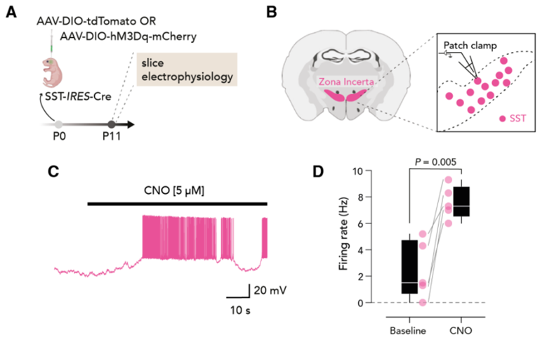 Science：新研究發(fā)現(xiàn)在母鼠與幼鼠互動(dòng)時(shí)，幼鼠大腦未定區(qū)中的神經(jīng)元變得更加活躍